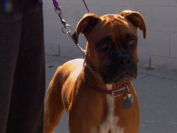 El Encantador de Perros - Jonbee, Hudson & Violet, y Buford