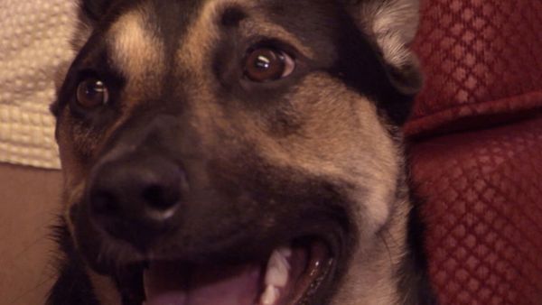 El Encantador de Perros - Sonny, Cinnamon y Chocolate, y Boo