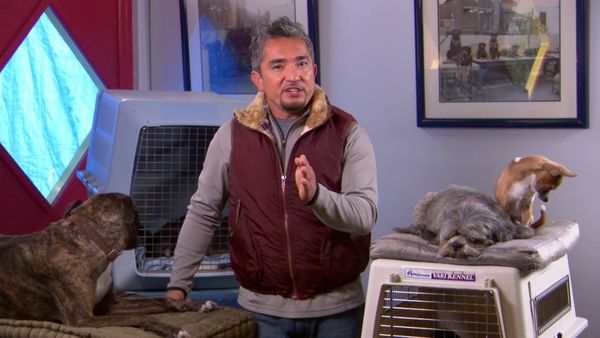 El Encantador de Perros - Pasha, Cosmo, y Contessa