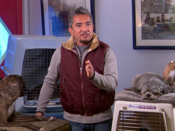 El Encantador de Perros - Pasha, Cosmo, y Contessa