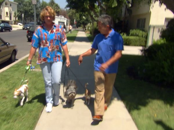 El Encantador de Perros - Bikini, Fella, Winston & Oliver