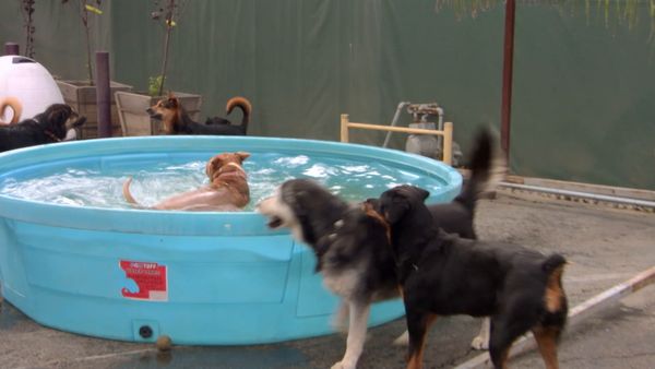 El Encantador de Perros - Duke & Lulu, y Sparky