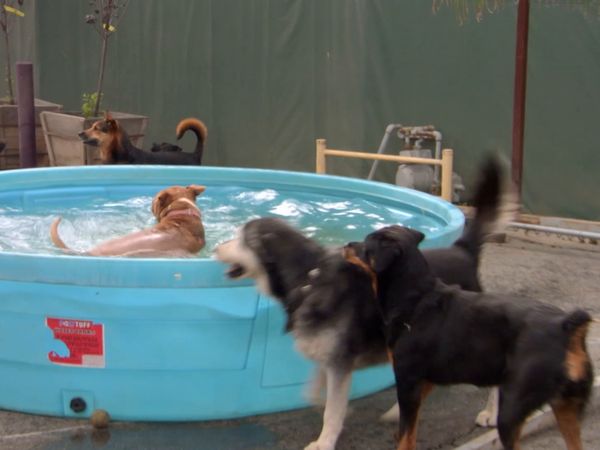 El Encantador de Perros - Duke & Lulu, y Sparky
