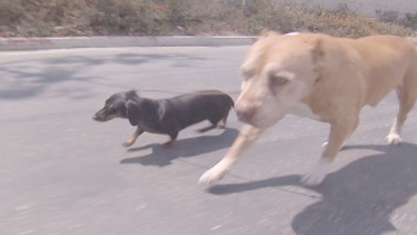 O Encantador de Cães - Roxie & Foxy, Charlie e Bubba & Lucky