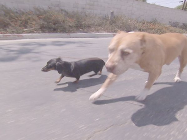 O Encantador de Cães - Roxie & Foxy, Charlie e  Bubba & Lucky