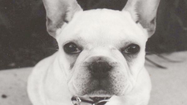 O Encantador de Cães - Oscar e Luna, e Ginger
