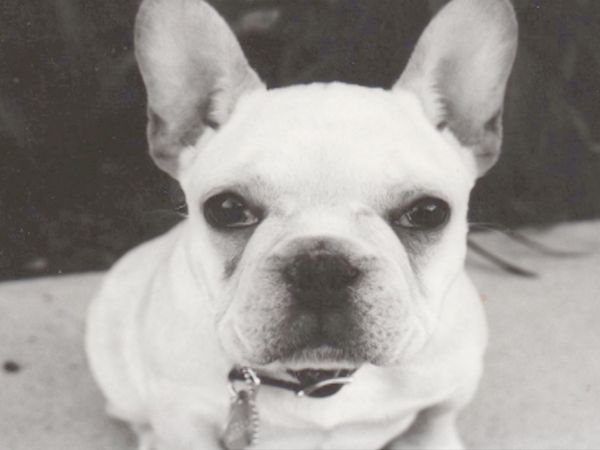O Encantador de Cães - Oscar e Luna, e Ginger
