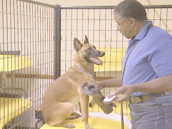 O Encantador de Cães - Viper e Diesel