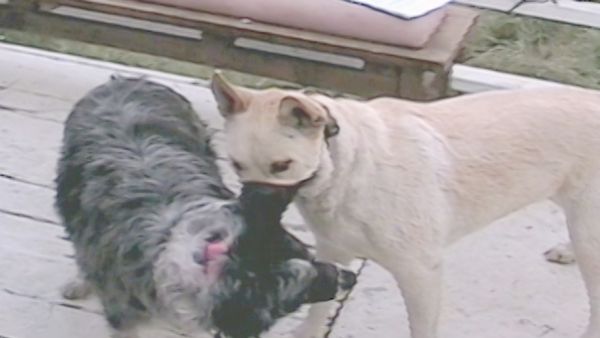O Encantador de Cães - Stella & Nala and Phoebe