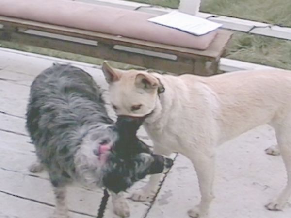 O Encantador de Cães - Stella & Nala and Phoebe