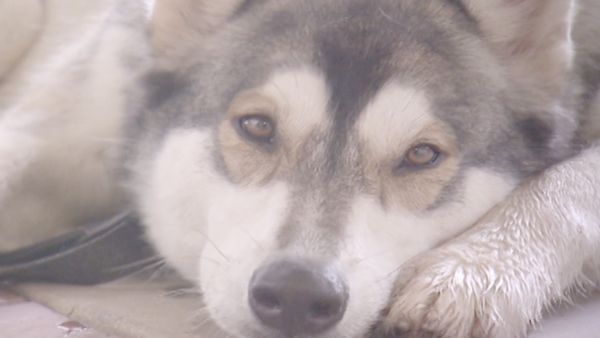 O Encantador de Cães - Cães-lobo: Fora da selva