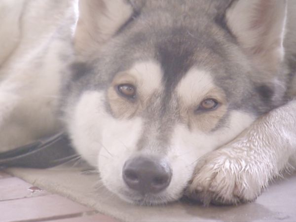 O Encantador de Cães - Cães-lobo: Fora da selva