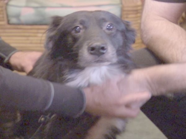 O Encantador de Cães - Delta e Dong Dong