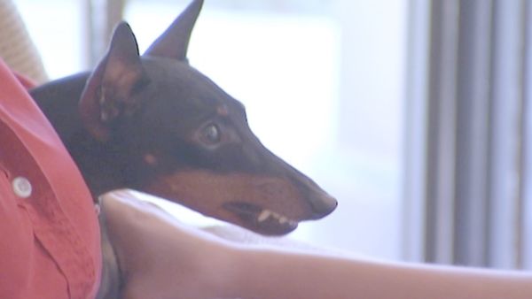 O Encantador de Cães - Índia, Jagger e Axl