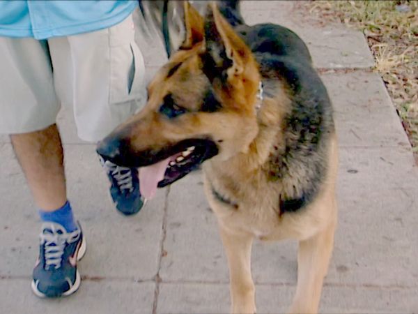 El Encantador de Perros - Goldie y Pepsi
