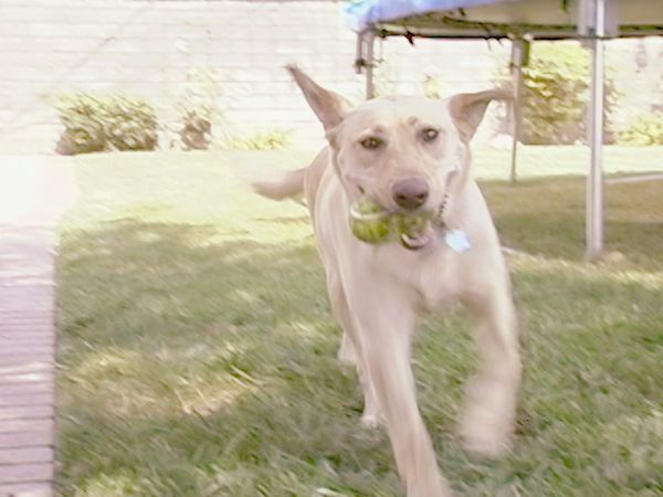 El Encantador de Perros - Sophie y Daisy