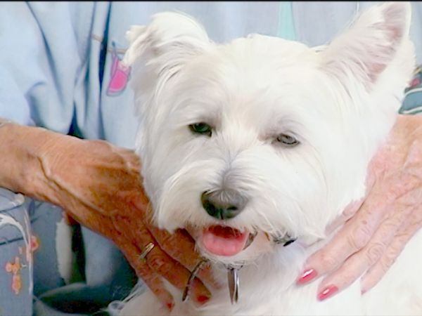 El Encantador de Perros - Percy y Justice