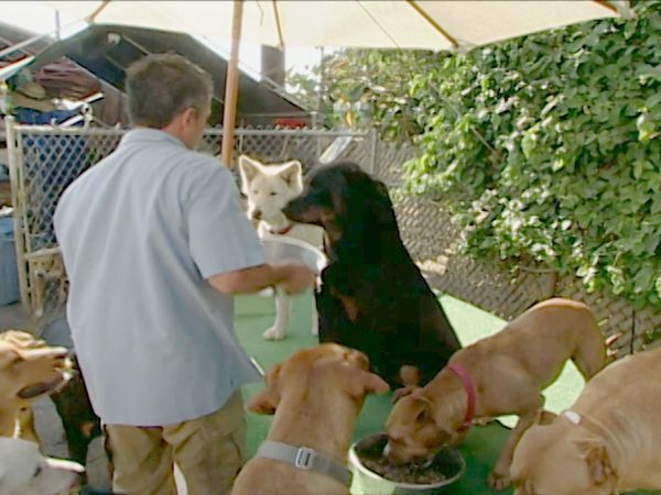 El Encantador de Perros - Lucy y Lizzie
