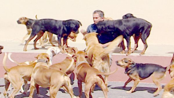 El Encantador de Perros - Sunshine & Teddy