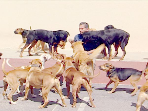 El Encantador de Perros - Sunshine & Teddy