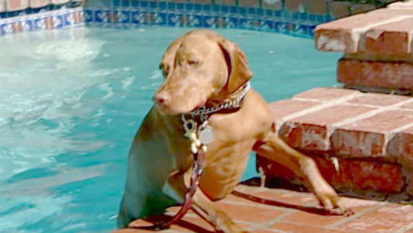 El Encantador de Perros - Rana y Ruby