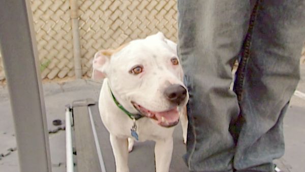El Encantador de Perros - Emily