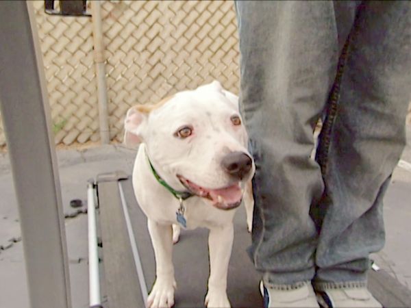 El Encantador de Perros - Emily