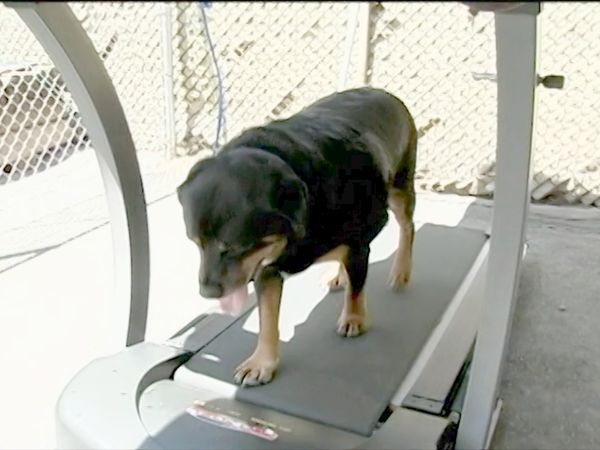 El Encantador de Perros - Nicki