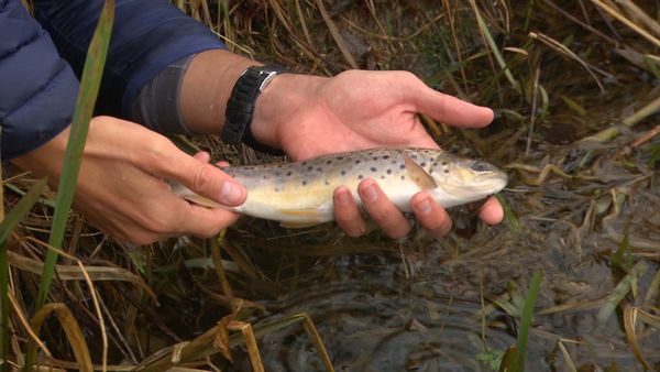 Fishing Impossible - Scotland