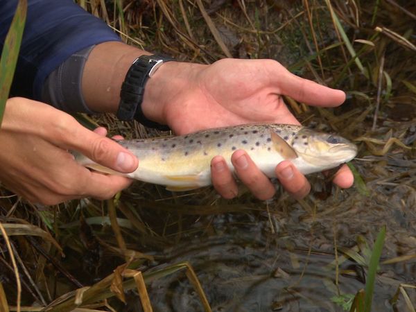 Fishing Impossible - Scotland