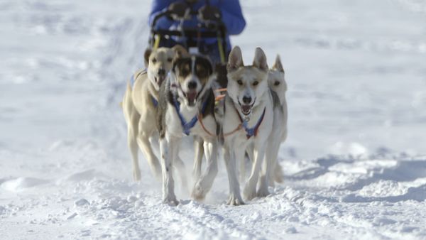 Where the Wild Men Are – Aussteiger am Ende der Welt - Schweden
