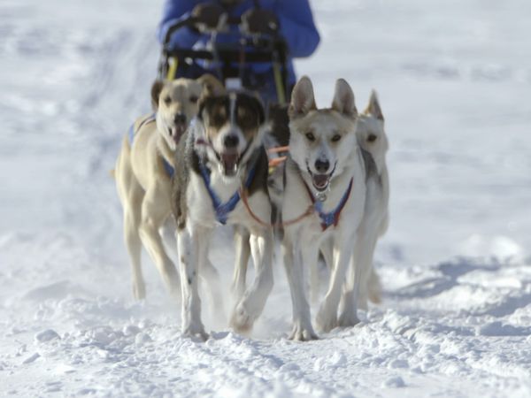 Where the Wild Men Are – Aussteiger am Ende der Welt - Schweden