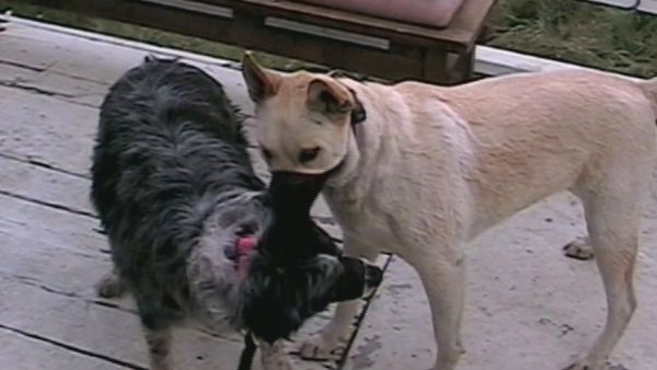 El Encantador de Perros - Stella & Nala & Phoebe
