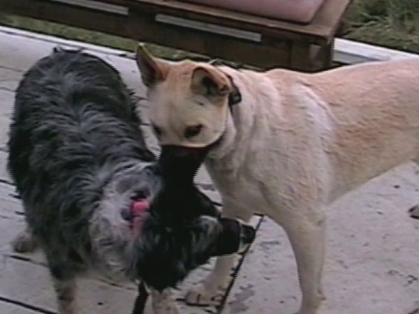 El Encantador de Perros - Stella & Nala & Phoebe