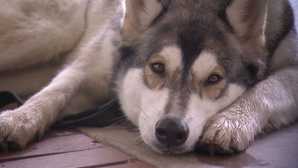 El Encantador de Perros - Perros-lobo: Fuera de lo salvaje