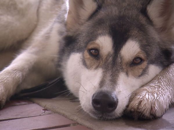El Encantador de Perros - Perros-lobo: Fuera de lo salvaje