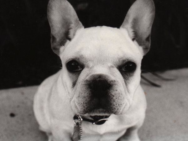 El Encantador de Perros - Oscar & Luna & Ginger