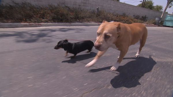 El Encantador de Perros - Roxie y Foxy, Charlie, y Bubba y Lucky