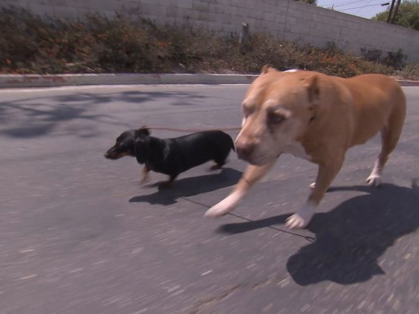 El Encantador de Perros - Roxie y Foxy, Charlie, y Bubba y Lucky