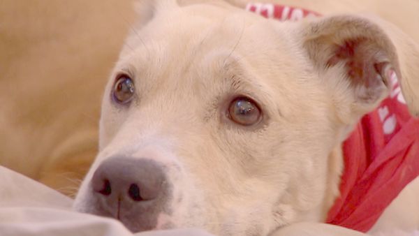 O Encantador de Cães - Luna e K9