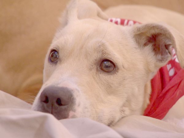 O Encantador de Cães - Luna e K9