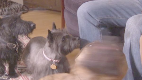 O Encantador de Cães - Buddy: Alerta Vermelho