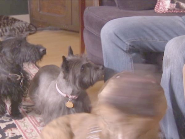 O Encantador de Cães - Buddy: Alerta Vermelho