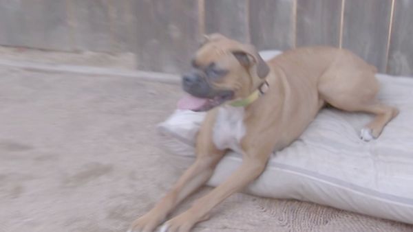 O Encantador de Cães - Jake no Exílio