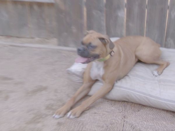 O Encantador de Cães - Jake no Exílio