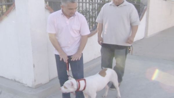 O Encantador de Cães - Bam Bam