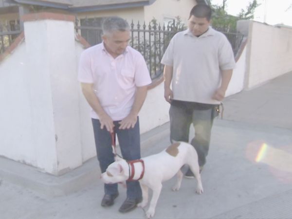 O Encantador de Cães - Bam Bam