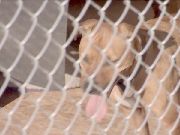 O Encantador de Cães - O lado negro de Chipper
