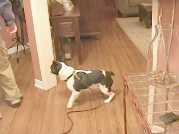 O Encantador de Cães - Persistente B