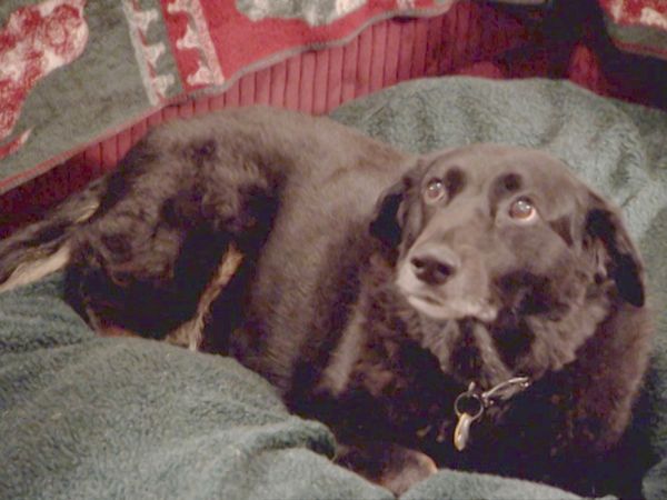 O Encantador de Cães - Cães da Viúva, Cachorro baba, Acompanhamento Dexter